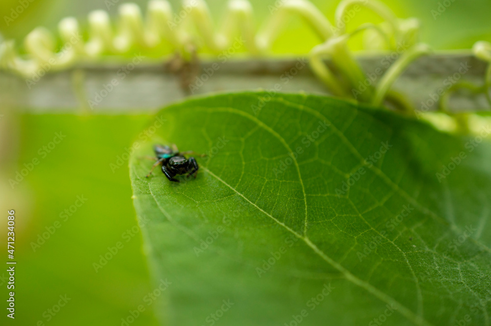 A beautiful bright black coloured spider on a green leaf with the eyes of the spider in focus. A beautiful bright black coloured spider on a green leaf with the eyes of the spider in focus.