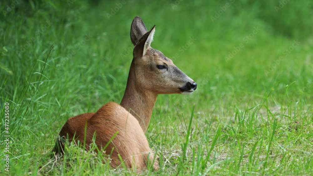 Roe deer in grass, Capreolus capreolus. Animal in the wild. Roe deer in grass, Capreolus capreolus. Animal in the wild.