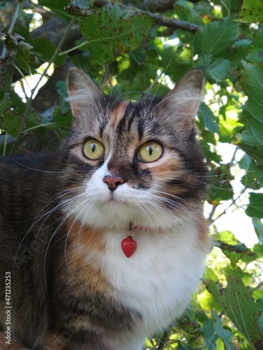 cat in the garden