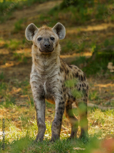 Young spotted hyena on a meadow