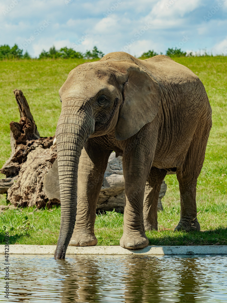 Fototapeta premium African elephant on a green field drinks water