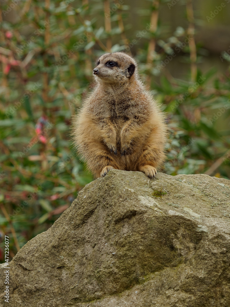 Fototapeta premium Meerkat sitting on the rock