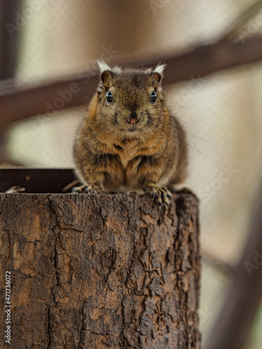 Swinhoe's striped squirrel sitting on lhe log photo