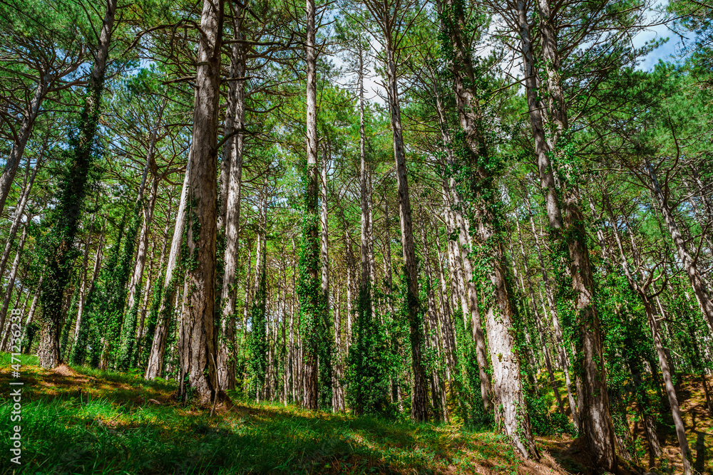 Green impenetrable forest with trunks overgrown with ivy Green impenetrable forest with trunks overgrown with ivy