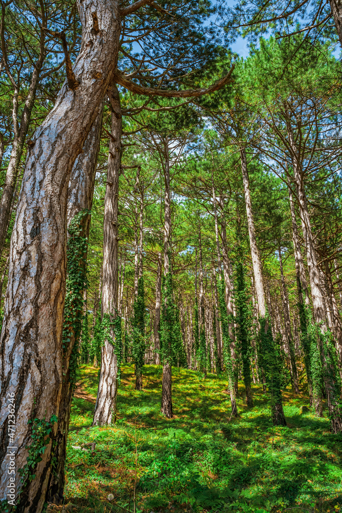 Green impenetrable forest with trunks overgrown with ivy Green impenetrable forest with trunks overgrown with ivy