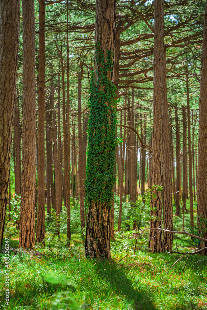 Fototapeta premium Green impenetrable forest with trunks overgrown with ivy