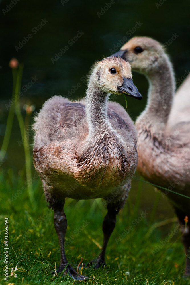 Fototapeta premium country goose branta canadensis