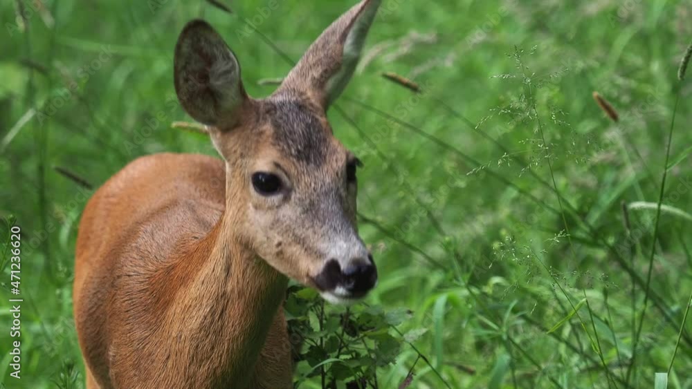 Roe deer in forest, Capreolus capreolus. Wild roe deer in nature. Roe deer in forest, Capreolus capreolus. Wild roe deer in nature.