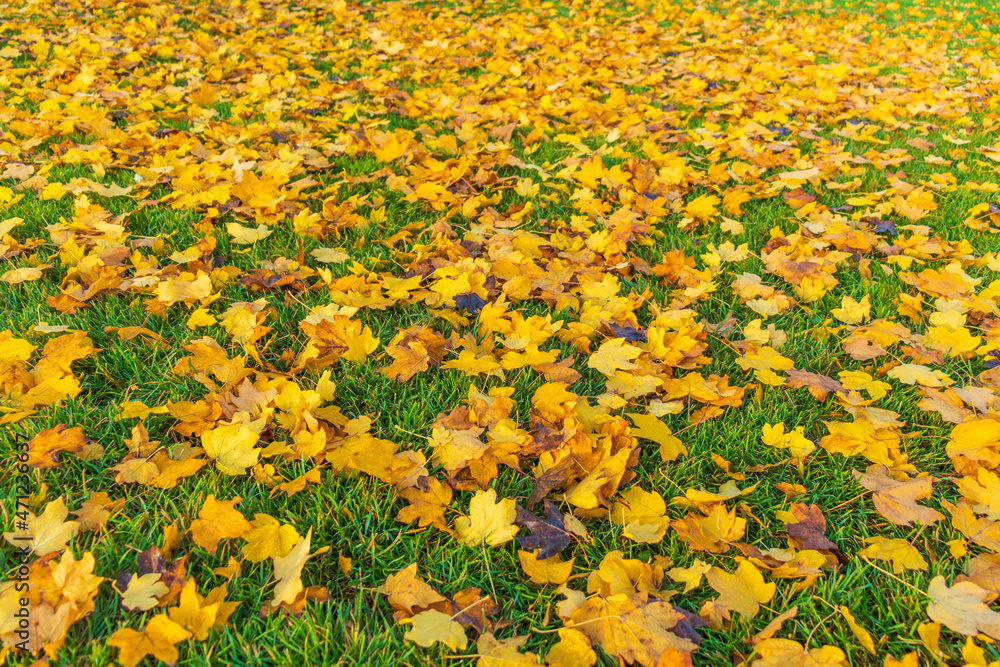 Small yellow autumn leaves lie on the green grass, it is autumn