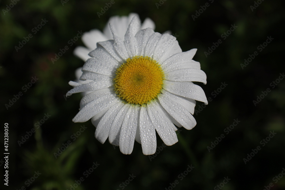 Fototapeta premium Chamomile or chamomile flower with water drops on white petals after rain on a green background. Close-up.