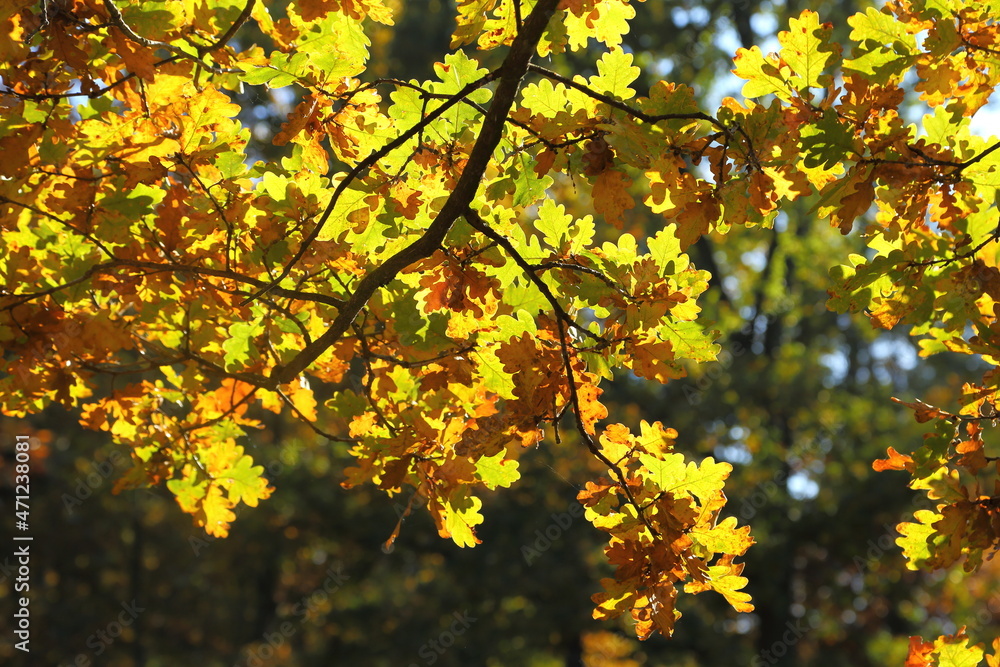 Fototapeta premium Autumn leaves.