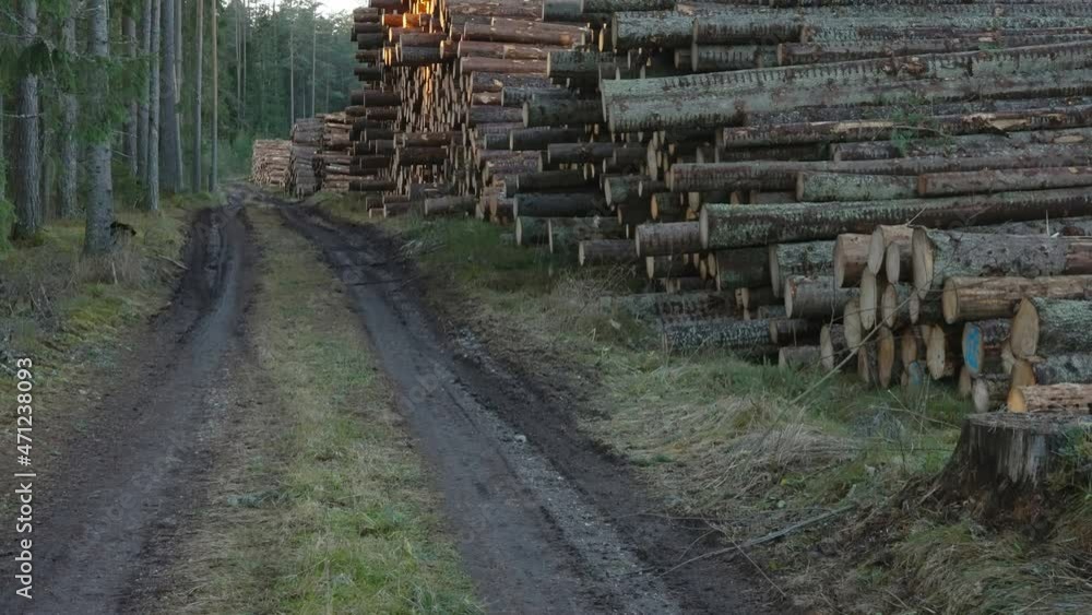 The look of the hundreds of logs on the ground piled up on the side of the road in Estonia The look of the hundreds of logs on the ground piled up on the side of the road in Estonia