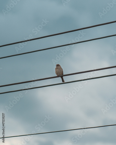 Bird on wire