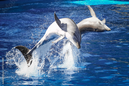 pair of dolphins jumping