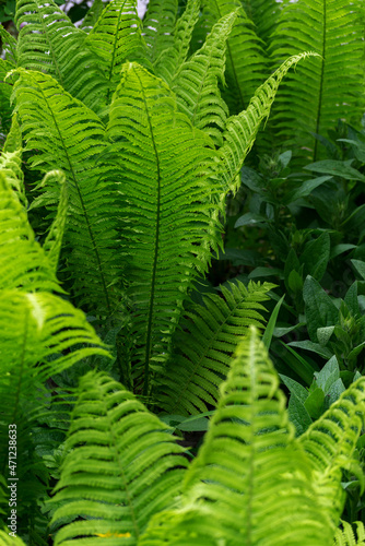 Sprouts of fern. Summer green foliage. Summer seasonal background.
