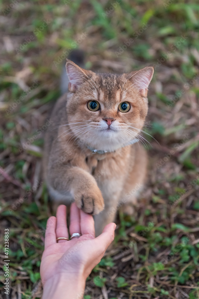 Kitten stretches out paw to shake hands with owner