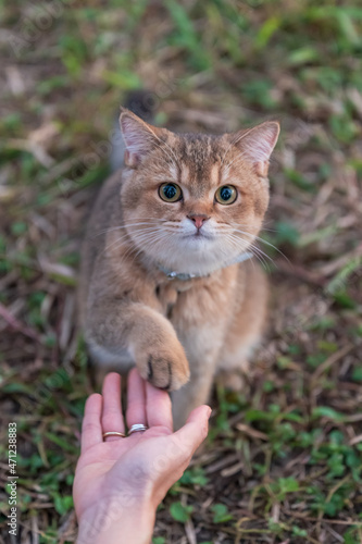 Kitten stretches out paw to shake hands with owner