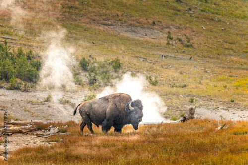 A bison in front of geysers in the Yellowstone National Park photo