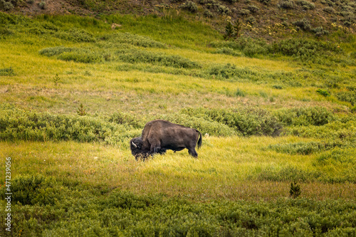 A bison on a lush green pasture in the Yellowstone National Park