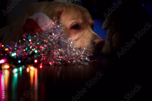 Perro labrador tumbado sobre el espumillon y las luces de navidad photo