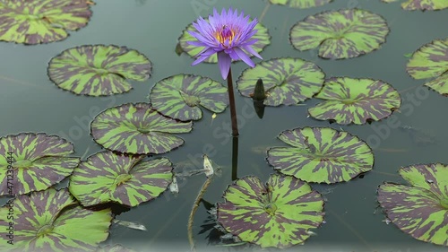 Nymphaea caerulea. Blue Lotus Flower in pond.