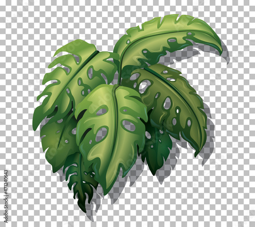 Tropical plant on transparent background