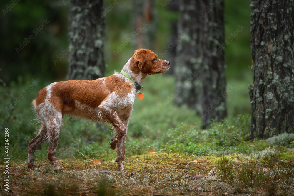 Hunting gun dog Breton Spaniel on the hunt in a picturesque forest. The dog stood in a rack with a raised paw and looked intently into the forest. Hunting Pointing Dog.