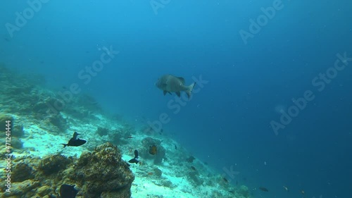 Wallpaper Mural Black and yellow tropical fishes. Life in the coral reef. Animals of the underwater world. Swimming with school of fish Torontodigital.ca