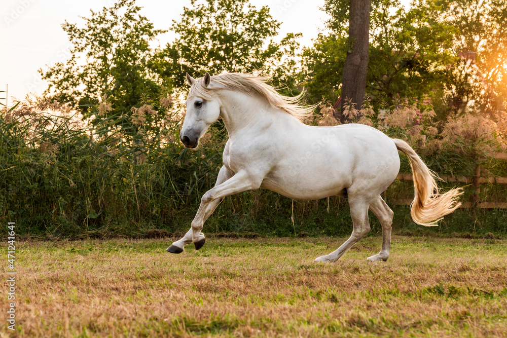 Beautiful white Andalusian horse galloping in the field covered in sunset light
