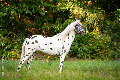 Beautiful spotted appaloosa pony in a natural environment  photo