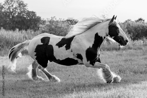 Fényképezés Beautiful Gypsy Vanner horse in black and white running in the field