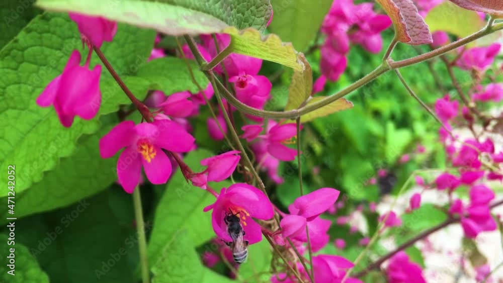 Close-up of honey sucking on tigon flowers