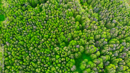 Aerial. Spring forest textured background. Top view from drone.