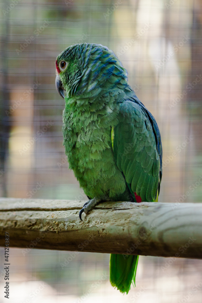 Obraz premium blue and yellow macaw