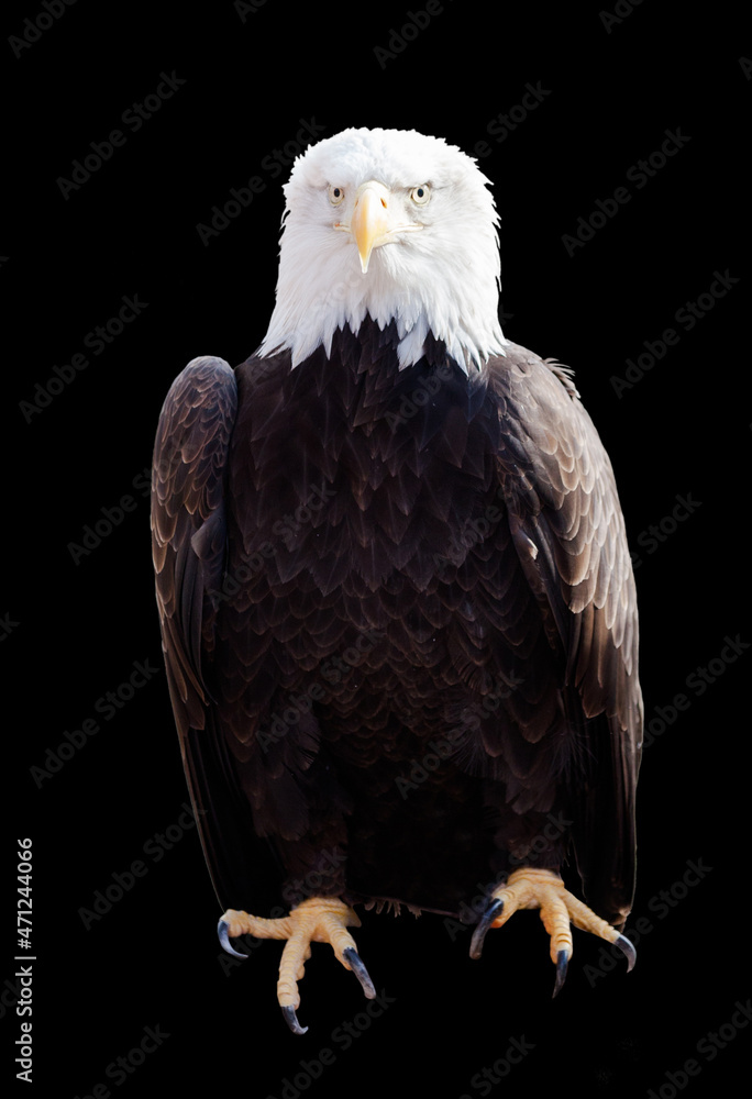 Obraz premium american bald eagle