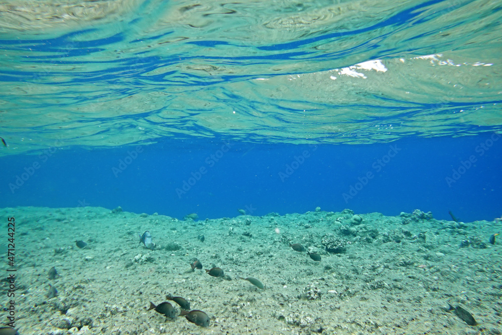 Fototapeta premium Underwater background