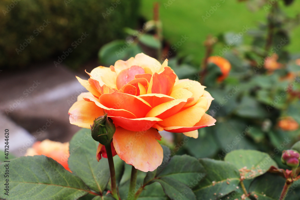 Doris Tisterman's hybrid tea rose in the Butchart Garden