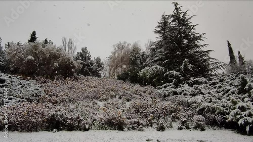  Llegada del invierno con nevada sobre árboles y arbustos photo
