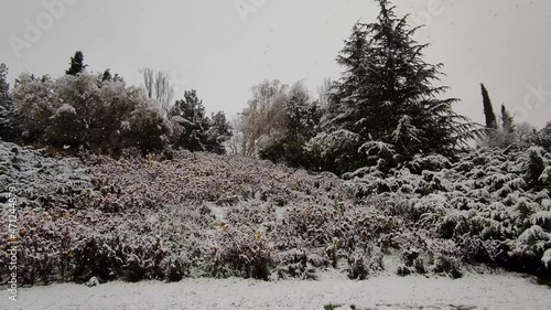 Llegada del invierno y primera nevada sobre los árboles y arbustos del parque Canterac en Valladolid, España photo