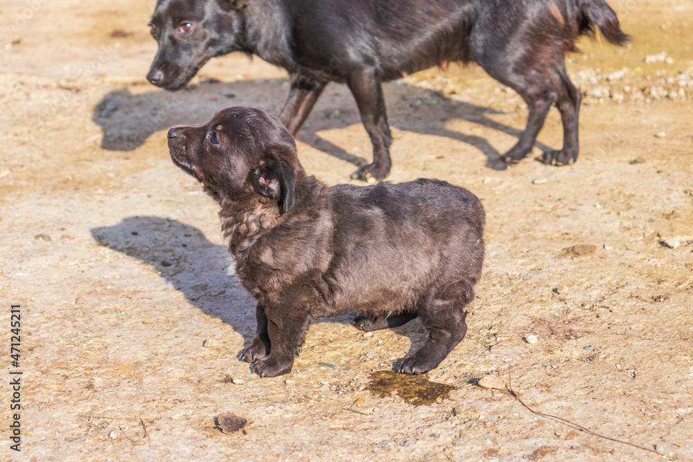 photo of cute little black color canine breed puppy photo of cute little black color canine breed puppy
