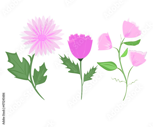 set of summer pink flowers