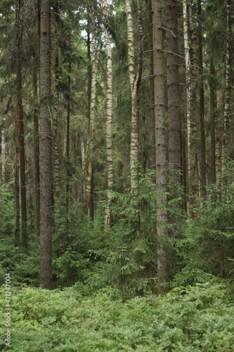 forest summer © ElisArtCZ