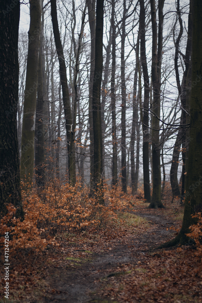 forest autumn