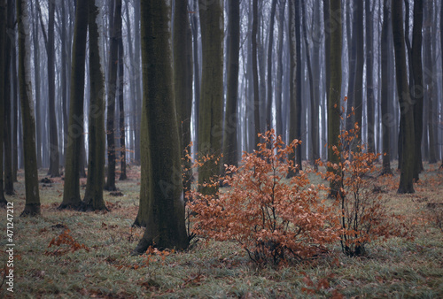 forest autumn