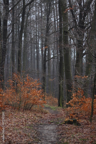 forest autumn © ElisArtCZ