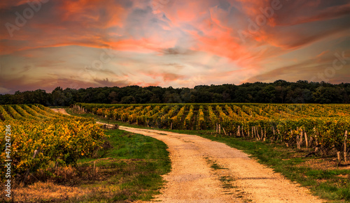 French Vineyards Sunset photo