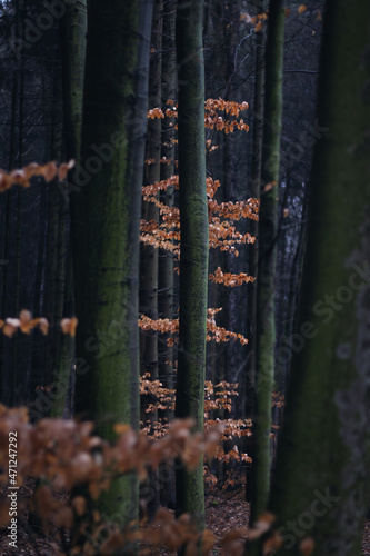 forest autumn