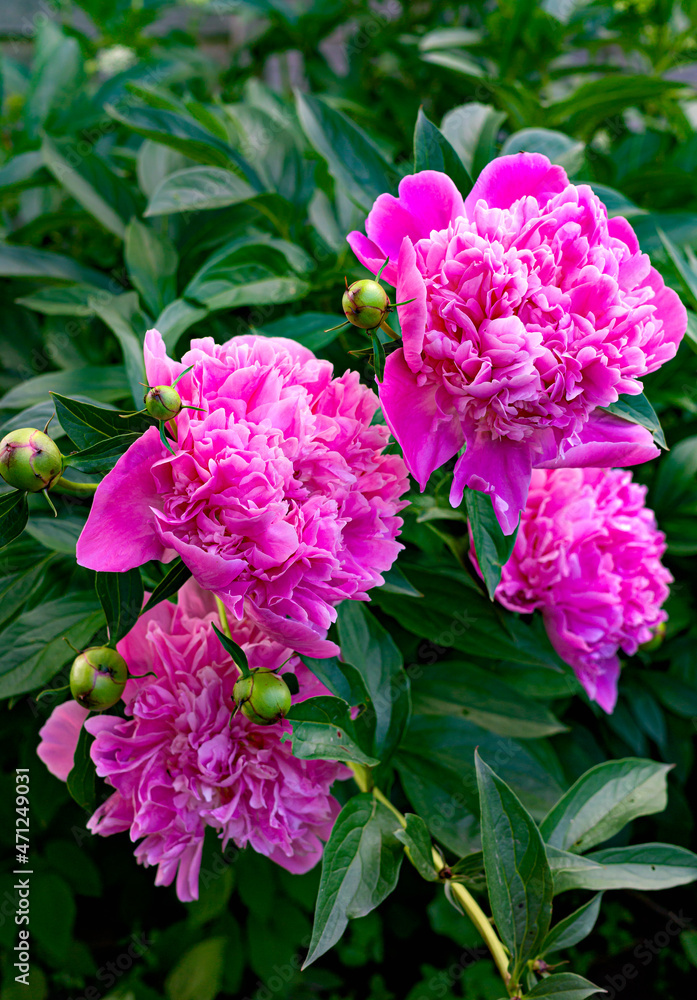 Bright pink peony flowers in the rustic garden.