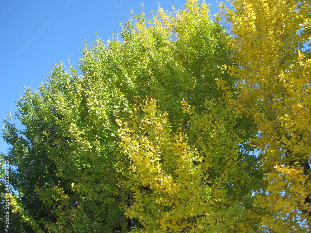 Ginkgo leaves in gradation with autumn leaves. Ginkgo leaves in gradation with autumn leaves.