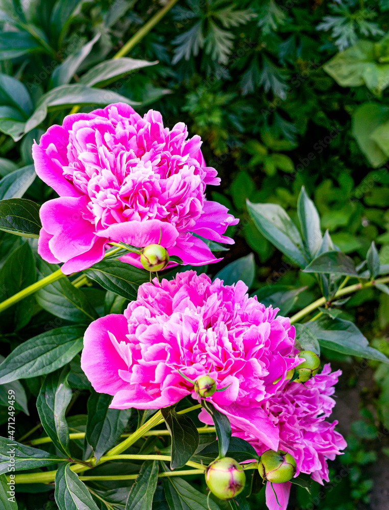 Obraz premium Bright pink peony flowers in the rustic garden.